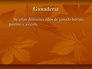 Ganadería
  Se crían diferentes tipos de ganado bovino,
porcino y avícola.
 