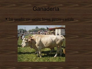 Ganadería
• Los ganados son: vacuno, bovino, porcino y avícola.
 