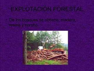 EXPLOTACIÓN FORESTAL
• De los bosques se obtiene: madera,
  resina y corcho.
 