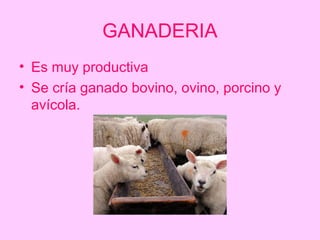 GANADERIA
• Es muy productiva
• Se cría ganado bovino, ovino, porcino y
  avícola.
 