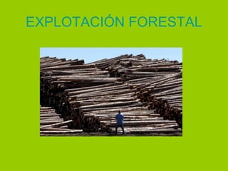 EXPLOTACIÓN FORESTAL
 