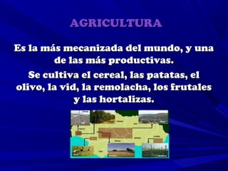 AGRICULTURA

Es la más mecanizada del mundo, y una
        de las más productivas.
   Se cultiva el cereal, las patatas, el
olivo, la vid, la remolacha, los frutales
             y las hortalizas.
 