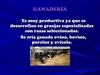 GANADERÍA

    · Es muy productiva ya que se
desarrollan en granjas especializadas
       con razas seleccionadas.
   · Se cría ganado ovino, bovino,
          porcino y avícola.
 