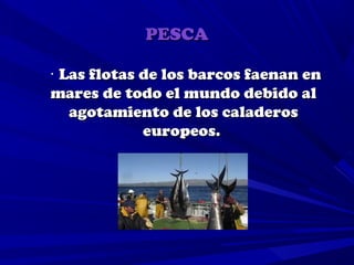 PESCA

· Las flotas de los barcos faenan en
mares de todo el mundo debido al
   agotamiento de los caladeros
             europeos.
 