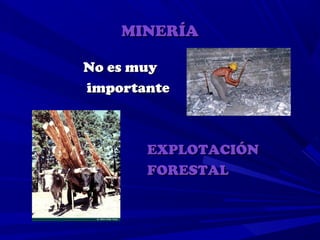 MINERÍA

No es muy
importante



       EXPLOTACIÓN
       FORESTAL
 