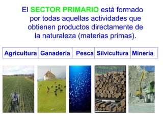 El SECTOR PRIMARIO está formado
por todas aquellas actividades que
obtienen productos directamente de
la naturaleza (mater...