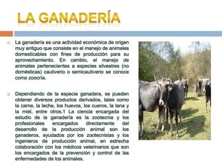  La ganadería es una actividad económica de origen
muy antiguo que consiste en el manejo de animales
domesticables con fines de producción para su
aprovechamiento. En cambio, el manejo de
animales pertenecientes a especies silvestres (no
domésticas) cautiverio o semicautiverio se conoce
como zoocría.
 Dependiendo de la especie ganadera, se pueden
obtener diversos productos derivados, tales como
la carne, la leche, los huevos, los cueros, la lana y
la miel, entre otros.1 La ciencia encargada del
estudio de la ganadería es la zootecnia y los
profesionales encargados directamente del
desarrollo de la producción animal son los
ganaderos, ayudados por los zootecnistas y los
ingenieros de producción animal, en estrecha
colaboración con los médicos veterinarios que son
los encargados de la prevención y control de las
enfermedades de los animales.
 