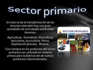 En esta se da la transformación de los
recursos naturales hay una gran
variedades de actividades entre estas
tenemos:
Agricultura, Ganadería, Silvicultura,
Apicultura, acuicultura, Pesca,
Explotación forestal, Minería.
Casi siempre en los productos del sector
primarios son utilizado en materia
primas para la fabricación de nuevos
productos industrializados,
 