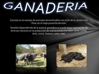 Consiste en el manejo de animales domesticables con el fin de la producción
Para car el mejo provecho de esta.
También Dependiendo de la especie ganadera se puede llegar aprovechar de
diversas maneras en la producción de nuevos productos tales como: Leche,
lana, carne, huevos, cuero, miel.
 