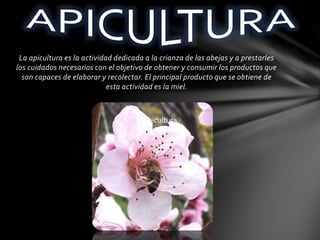 La apicultura es la actividad dedicada a la crianza de las abejas y a prestarles
los cuidados necesarios con el objetivo de obtener y consumir los productos que
son capaces de elaborar y recolectar. El principal producto que se obtiene de
esta actividad es la miel.
Apicultura
 