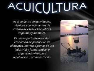 es el conjunto de actividades,
técnicas y conocimientos de
crianza de especies acuáticas
vegetales y animales.
Es una importante actividad
económica de producción de
alimentos, materias primas de uso
industrial y farmacéutico, y
organismos vivos para
repoblación u ornamentación.
 