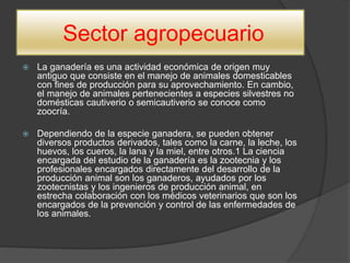 Sector agropecuario
 La ganadería es una actividad económica de origen muy
antiguo que consiste en el manejo de animales domesticables
con fines de producción para su aprovechamiento. En cambio,
el manejo de animales pertenecientes a especies silvestres no
domésticas cautiverio o semicautiverio se conoce como
zoocría.
 Dependiendo de la especie ganadera, se pueden obtener
diversos productos derivados, tales como la carne, la leche, los
huevos, los cueros, la lana y la miel, entre otros.1 La ciencia
encargada del estudio de la ganadería es la zootecnia y los
profesionales encargados directamente del desarrollo de la
producción animal son los ganaderos, ayudados por los
zootecnistas y los ingenieros de producción animal, en
estrecha colaboración con los médicos veterinarios que son los
encargados de la prevención y control de las enfermedades de
los animales.
 