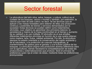 Sector forestal
 La silvicultura (del latín silva, selva, bosque, y cultura, cultivo) es el
cuidado de los bosques, cerros o montes y también, por extensión, la
ciencia que trata de este cultivo; es decir, de las técnicas que se
aplican a las masas forestales para obtener de ellas una producción
continua y sostenible de bienes y servicios demandados por la
sociedad. Estas técnicas se pueden definir como tratamientos
silvícolas, cuyo objetivo es garantizar dos principios básicos: la
persistencia y mejora de la masa (continuidad en el tiempo y aumento
de su calidad) y su uso múltiple. El silvicultor es el que emplea
diferentes tratamientos silvícolas en función de lo que quiera obtener,
como madera, leña, frutos, calidad ambiental. Por ello, la silvicultura
siempre ha estado orientada a la conservación del medio ambiente y
de la naturaleza, a la protección de cuencas hidrográficas, al
mantenimiento de pastos para el ganado y a la fruición pública de los
bosques. La silvicultura origina una producción diversa (diferencia clara
con la agricultura), siendo necesaria la compatibilización de todas las
producciones y externalizaciones que produce. Será el principio de
preferencia quien rija el orden de éstas, mediante listas de preferencias
jerarquizadas
 