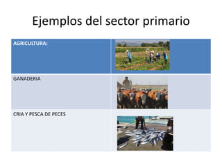 Ejemplos del sector primario
AGRICULTURA:
GANADERIA
CRIA Y PESCA DE PECES
 