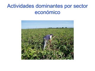 Actividades dominantes por sector
           económico
 