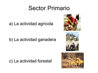Sector Primario

a) La actividad agrícola


b) La actividad ganadera




c) La actividad forestal
 