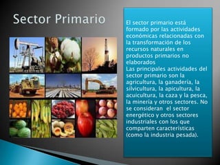 El sector primario está
formado por las actividades
económicas relacionadas con
la transformación de los
recursos naturales en
productos primarios no
elaborados
Las principales actividades del
sector primario son la
agricultura, la ganadería, la
silvicultura, la apicultura, la
acuicultura, la caza y la pesca,
la minería y otros sectores. No
se consideran el sector
energético y otros sectores
industriales con los que
comparten características
(como la industria pesada).
 