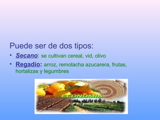 Puede ser de dos tipos:
• Secano: se cultivan cereal, vid, olivo
• Regadío: arroz, remolacha azucarera, frutas,
  hortaliz...