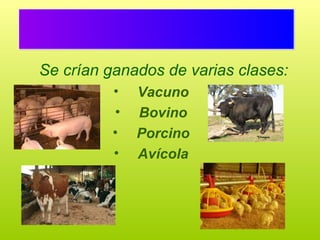 Se crían ganados de varias clases:
          •   Vacuno
          •   Bovino
          •   Porcino
          •   Avícola
 