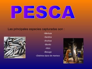Las principales especies capturadas son :
                             -Merluza
                             -Sardina
    ...
