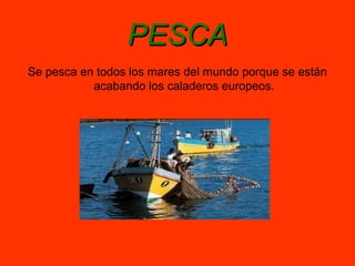 PESCA
Se pesca en todos los mares del mundo porque se están
           acabando los caladeros europeos.
 