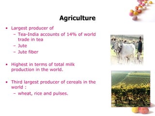 Agriculture Largest producer of  Tea-India accounts of 14% of world trade in tea Jute  Jute fiber Highest in terms of total milk production in the world. Third largest producer of cereals in the world : wheat, rice and pulses. 