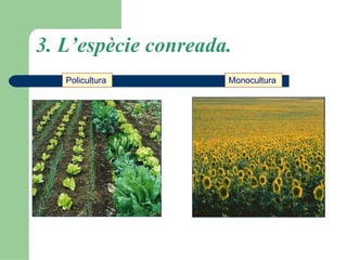 3. L’espècie conreada. Policultura   Monocultura   
