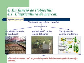 4. En funció de l’objectiu:  4.1. L’agricultura de mercat. Objectiu principal  Obtenció del màxim benefici   possible gràcies a… Especialització de  la producció   Mecanització de les  feines del camp   Tècniques de  conreu modernes   Grans inversions, però augment de productivitat que comportarà un major benefici. 