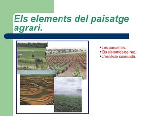 Els elements del paisatge agrari. Les parcel.les. Els sistemes de reg. L’espècie conreada. 