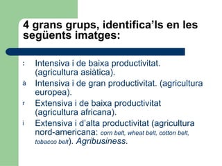 4 grans grups, identifica’ls en les següents imatges: Intensiva i de baixa productivitat. (agricultura asiàtica). Intensiva i de gran productivitat. (agricultura europea). Extensiva i de baixa productivitat (agricultura africana). Extensiva i d’alta productivitat (agricultura nord-americana:  corn belt, wheat belt, cotton belt, tobacco belt ).  Agribusiness . 