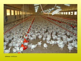 GRANJA  AVÍCOLA 
