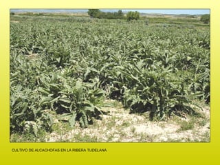 CULTIVO DE ALCACHOFAS EN LA RIBERA TUDELANA 
