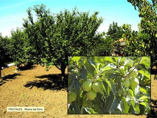 FRUTALES.  Ribera del Ebro 
