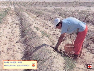 PARA  SABER  MÁS MONOGRAFÍA 3. EL ESPÁRRAGO 