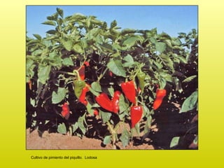Cultivo de pimiento del piquillo.  Lodosa 