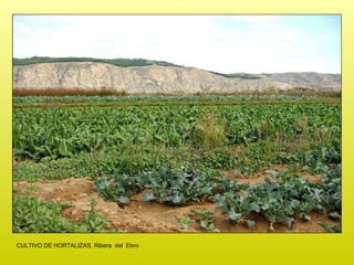 CULTIVO DE HORTALIZAS. Ribera  del  Ebro 
