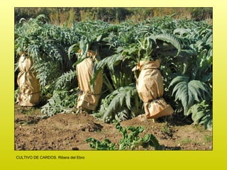 CULTIVO DE CARDOS. Ribera del Ebro 