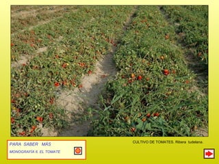 CULTIVO DE TOMATES. Ribera  tudelana. PARA  SABER  MÁS MONOGRAFÍA 6. EL TOMATE 
