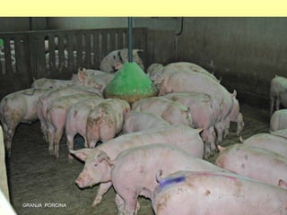 GRANJA  PORCINA 