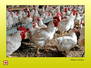 GRANJA  AVÍCOLA 