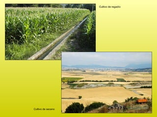 Cultivo de regadío Cultivo de secano 