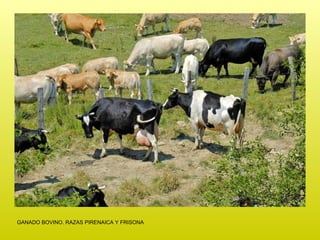 GANADO BOVINO. RAZAS PIRENAICA Y FRISONA 