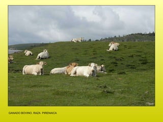 GANADO BOVINO. RAZA  PIRENAICA  