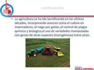 continuación 
• La agricultura se ha ido tecnificando en las ultimas 
décadas, incorporando avances como el cultivo en 
invernaderos, el riego por goteo, el control de plagas 
químico y biologico,el uso de variedades manipuladas 
con genes de otras especies (transgénicos) entre otras. 
 
