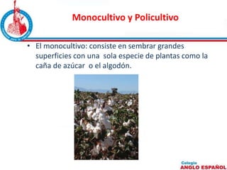 Monocultivo y Policultivo 
• El monocultivo: consiste en sembrar grandes 
superficies con una sola especie de plantas como la 
caña de azúcar o el algodón. 
 
