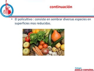 continuación 
• El policultivo : consiste en sembrar diversas especies en 
superficies mas reducidas. 
 
