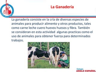 La Ganadería 
La ganadería consiste en la cría de diversas especies de 
animales para producir alimento y otros productos, tales 
como carne leche cuero huevos huesos y fibra. También 
se consideran en esta actividad algunas practicas como el 
uso de animales para obtener fuerza para determinados 
trabajos. 
 