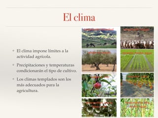El clima
❖ El clima impone límites a la
actividad agrícola.!
❖ Precipitaciones y temperaturas
condicionarán el tipo de cultivo.!
❖ Los climas templados son los
más adecuados para la
agricultura.
 