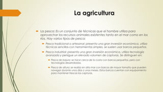 La agricultura
 La pesca: Es un conjunto de técnicas que el hombre utiliza para
aprovechar los recursos animales existentes tanto en el mar como en los
ríos. Hay varios tipos de pesca:
 Pesca tradicional o artesanal: presenta una gran inversión económica, utiliza
técnicas sencillas con herramientas simples, se suelen usar barcos pequeños.
 Pesca industrial: presenta una gran inversión económica, utiliza tecnología
avanzada y persigue un elevado volumen de capturas. Se distinguen en:
 Pesca de bajura: se hace cerca de la costa con barcos pequeños, pero con
tecnologías desarrolladas.
 Pesca de altura: se realiza en alta mar con barcos de mayor tamaño que pueden
navegar durante unos días o unos meses. Estos barcos cuentan con equipamiento
para mantener frescas las capturas.
 