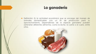 La ganadería
 Definición: Es la actividad económica que se encarga del manejo de
animales domesticables con un fin de producción para su
aprovechamiento. Dependiendo de la especie ganadera pueden
obtenerse diferentes alimentos, como la leche, la carne o el cuero, entre
otros.
 